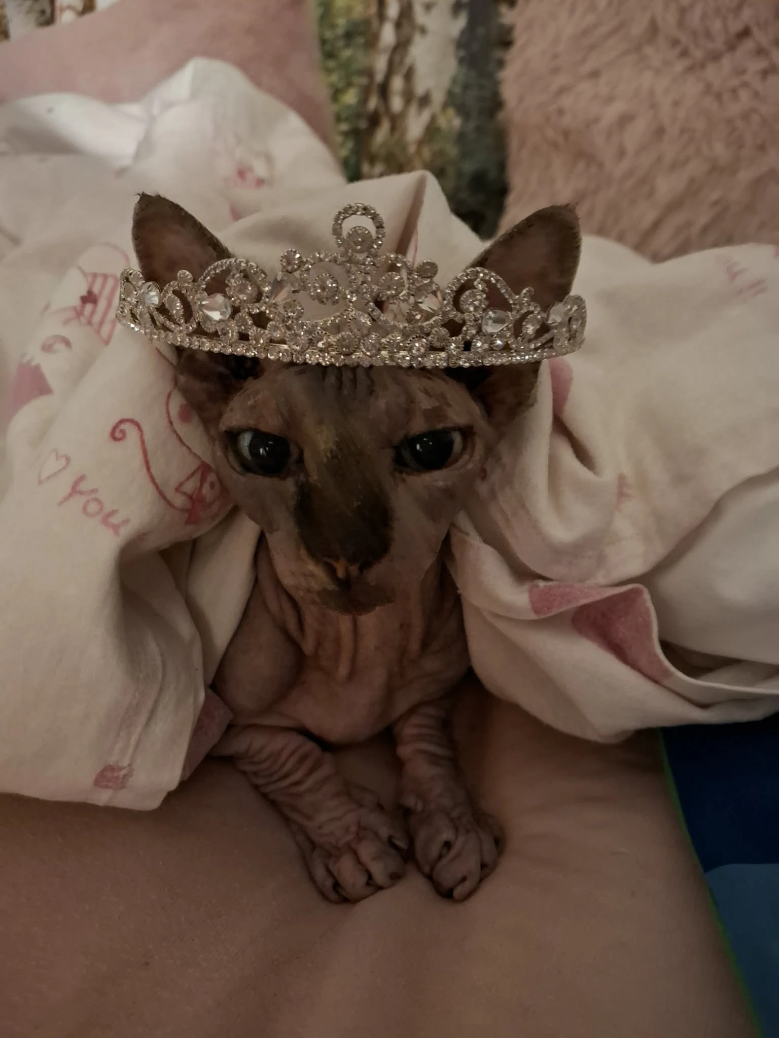 Barna bőrű Sphynx macska egy díszes, kristályokkal kirakott hercegnői tiarával a fején, puha takarók közé bújva.