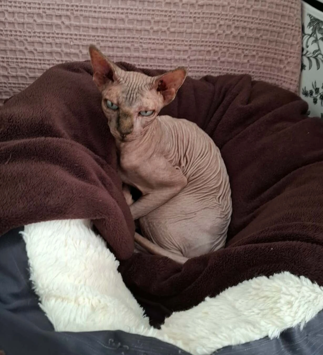 Kék szemű szfinx macska közeli portréja puha takaróban.