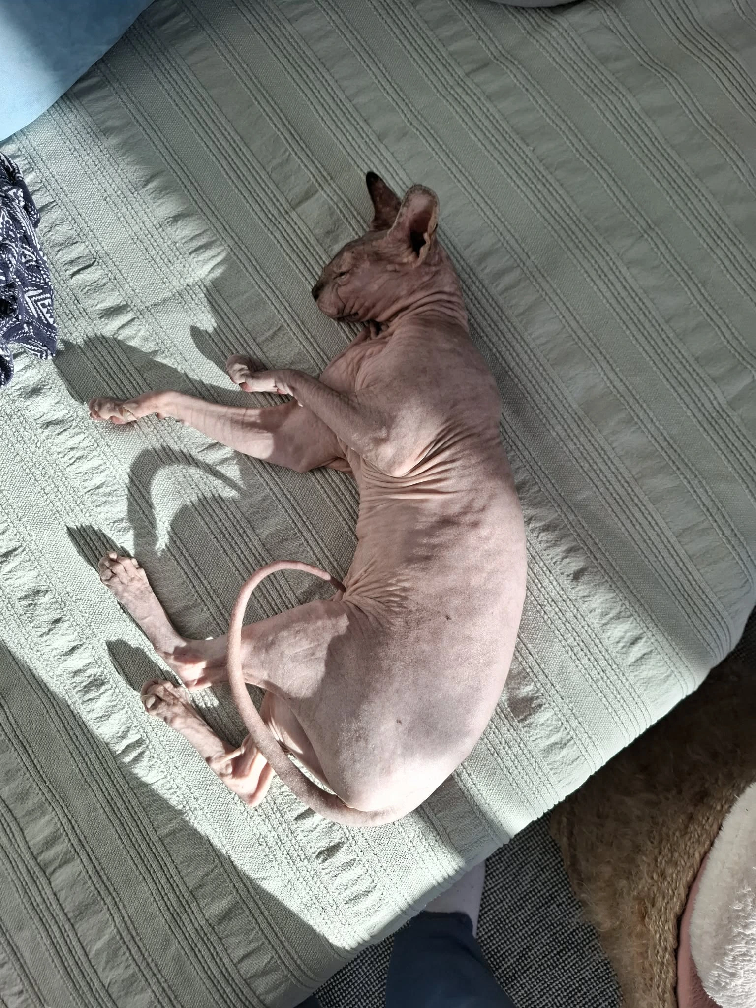 Barna bőrű Sphynx macska fekszik kiterülve egy világoszöld, texturált ágytakarón, miközben a napsütés éri a testét.