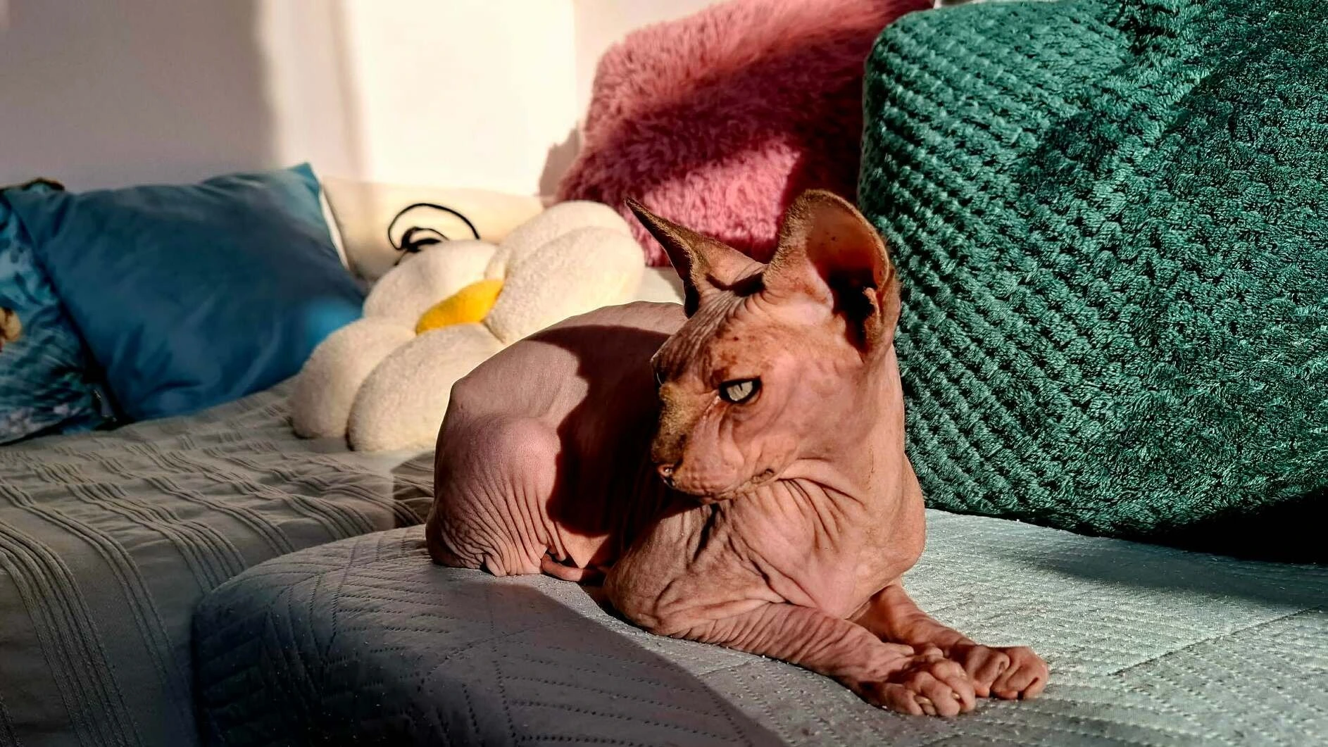 Egy büszke tartású Sphynx cica profilból, a napfény kiemeli a bőre redőit.