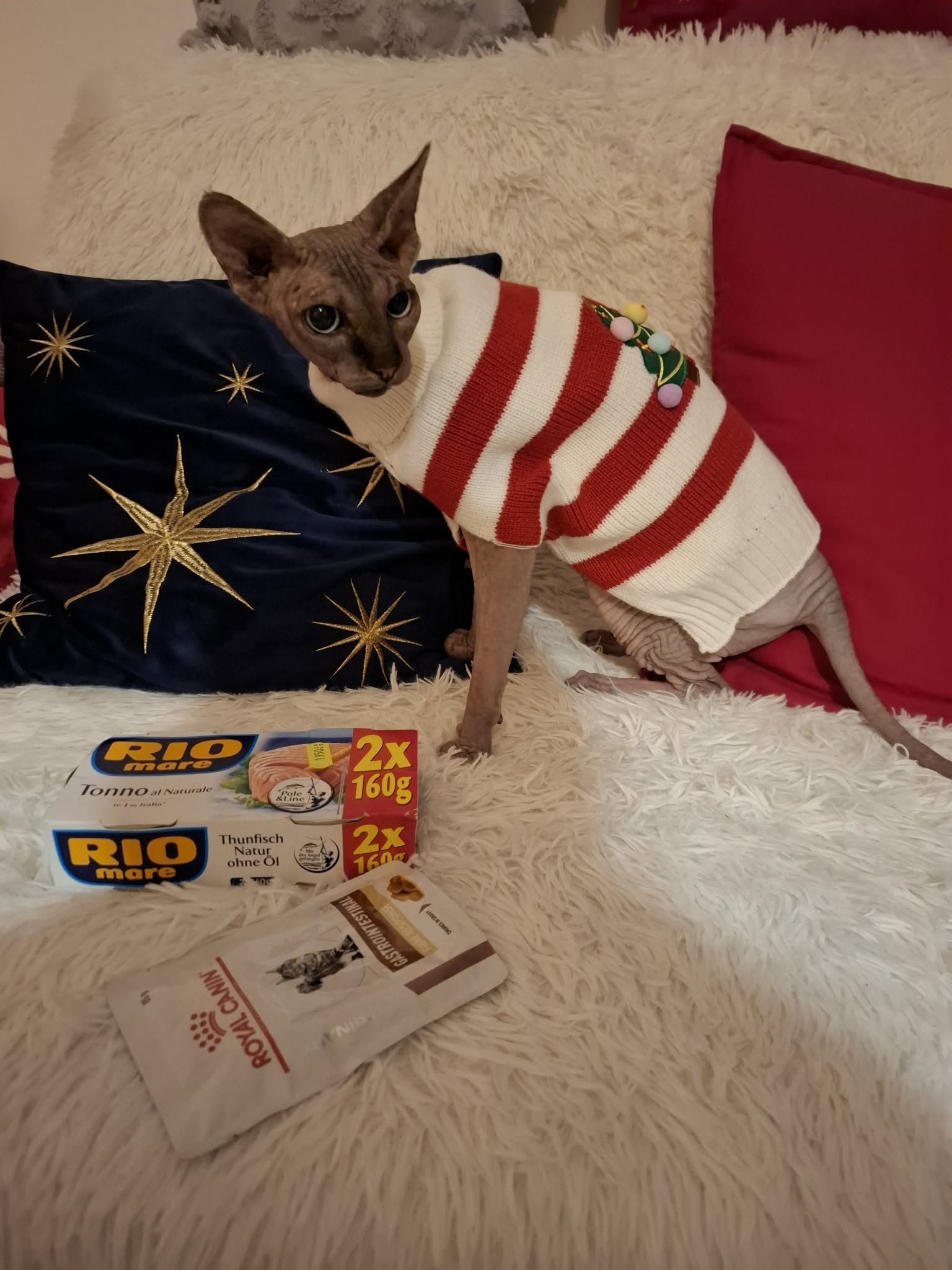 Pizsamába öltöztetett Sphynx macska áll egy fehér, bolyhos
szőnyegen egy csomag Rio Mare tonhal konzerv és egy Royal Canin
tápos zacskó mellett.