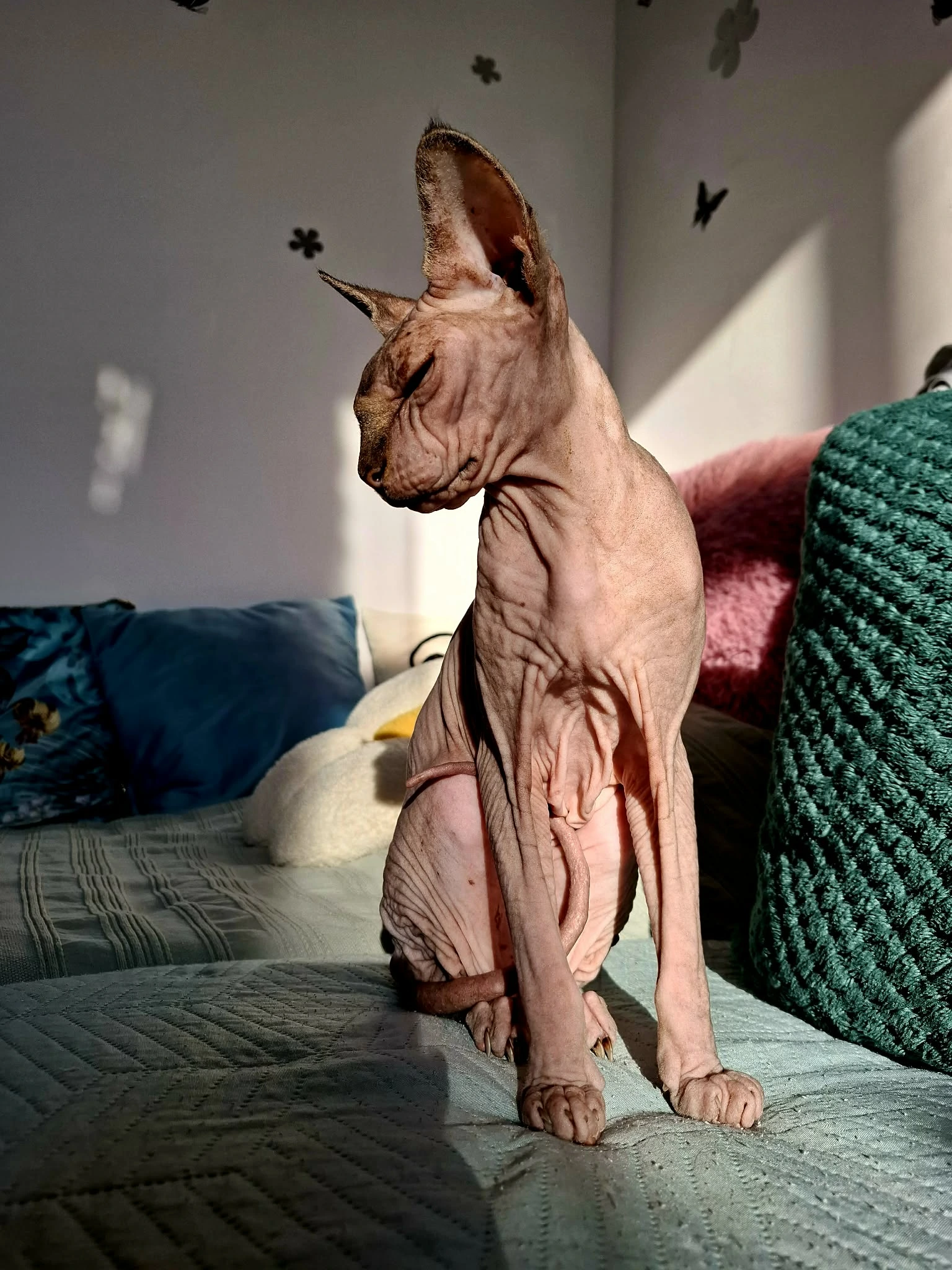 Egy büszke tartású Sphynx cica ül az ágy szélén, profilból
nézve, miközben a beeső napfény kiemeli bőrének redőit és izmos
testfelépítését.