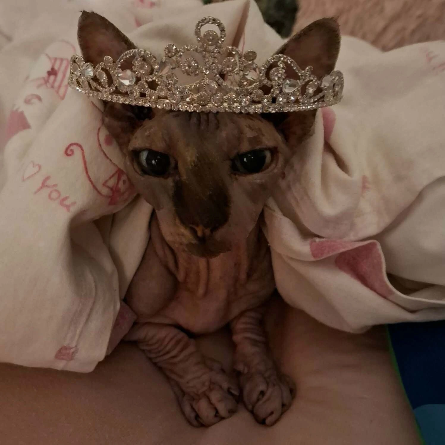 Barna bőrű Sphynx macska egy díszes, kristályokkal kirakott
hercegnői tiarával a fején, puha takarók közé bújva.